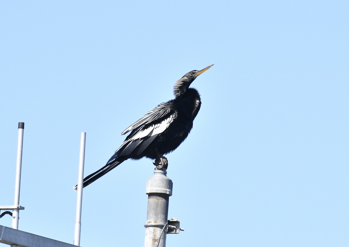 anhinga americká - ML618295105