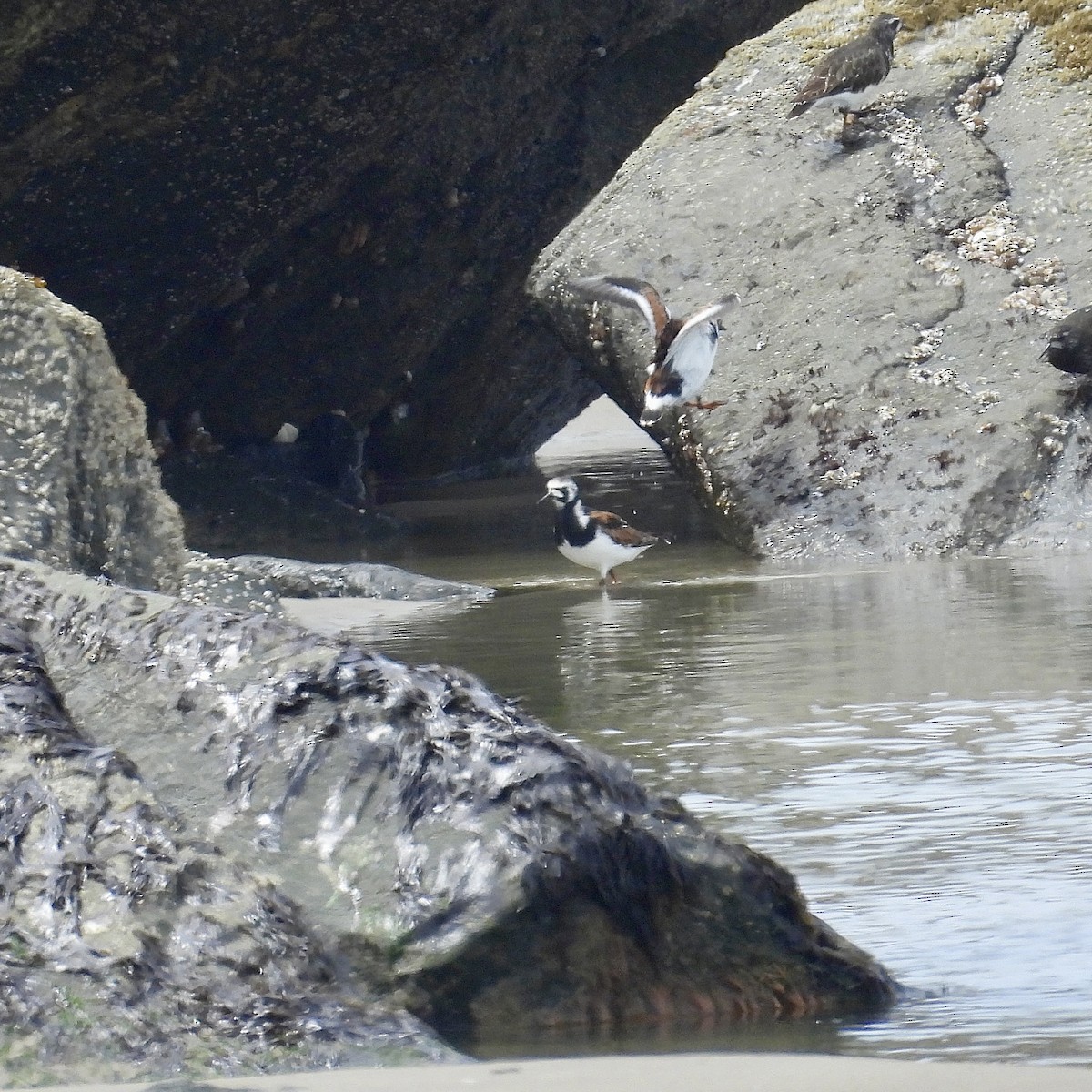 Ruddy Turnstone - Lalla Pudewell