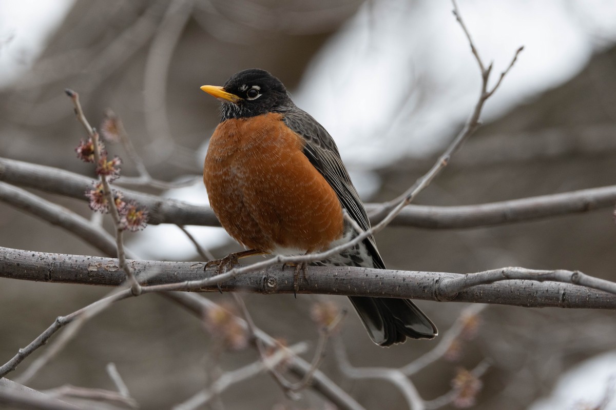 American Robin - ML618295130