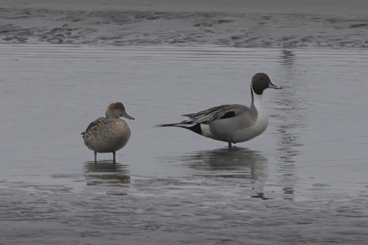 Northern Pintail - Fabio Olmos