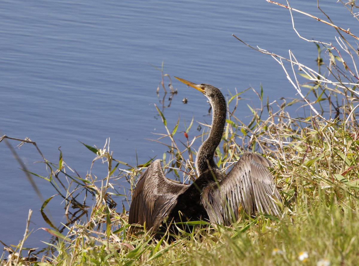 Anhinga Americana - ML618295185