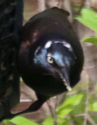 Common Grackle - Patrick Biliter