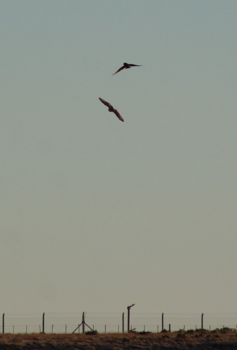 Short-eared Owl - Fernando Menchon