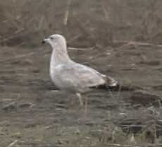 Ring-billed Gull - ML618295205