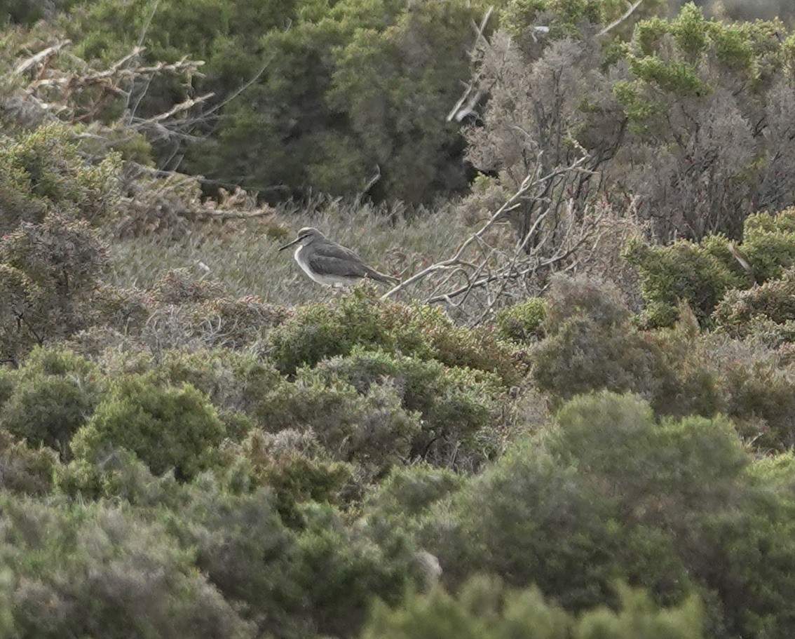 Gray-tailed Tattler - Snotty Foster