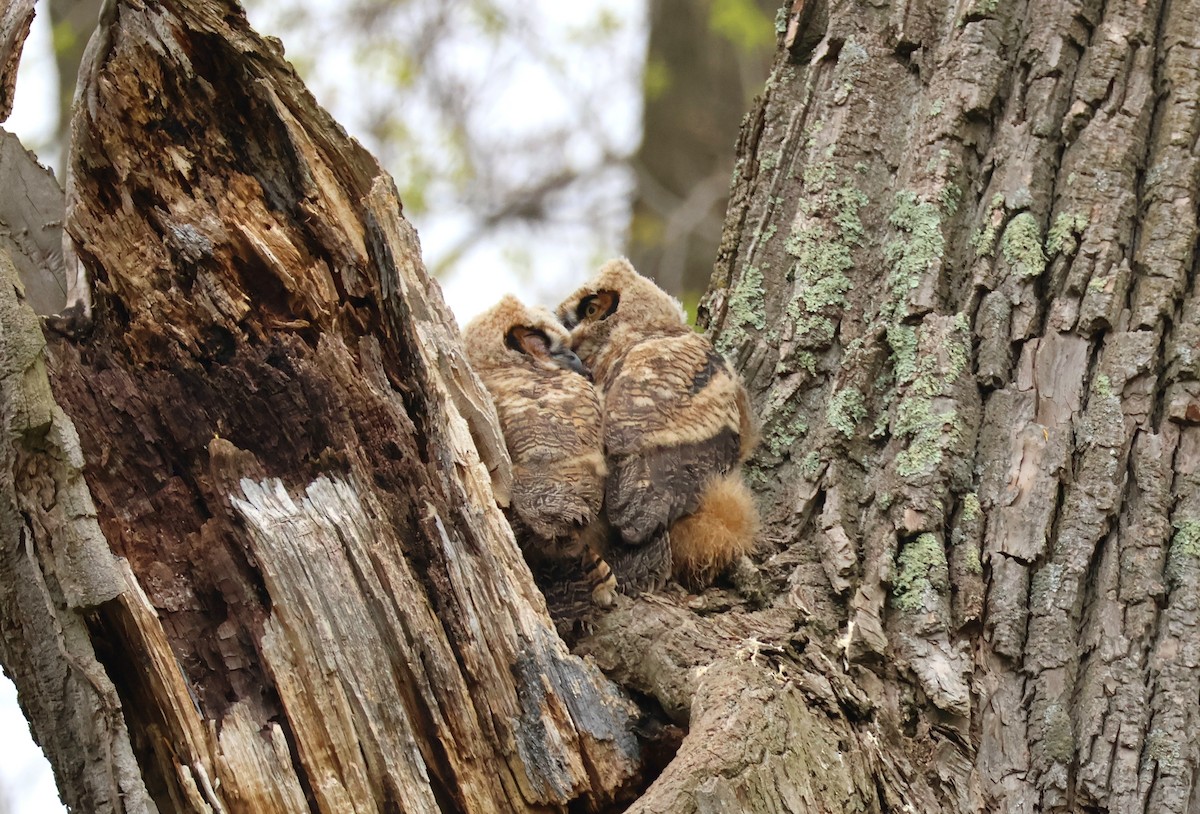 Great Horned Owl - Daniel Emlin