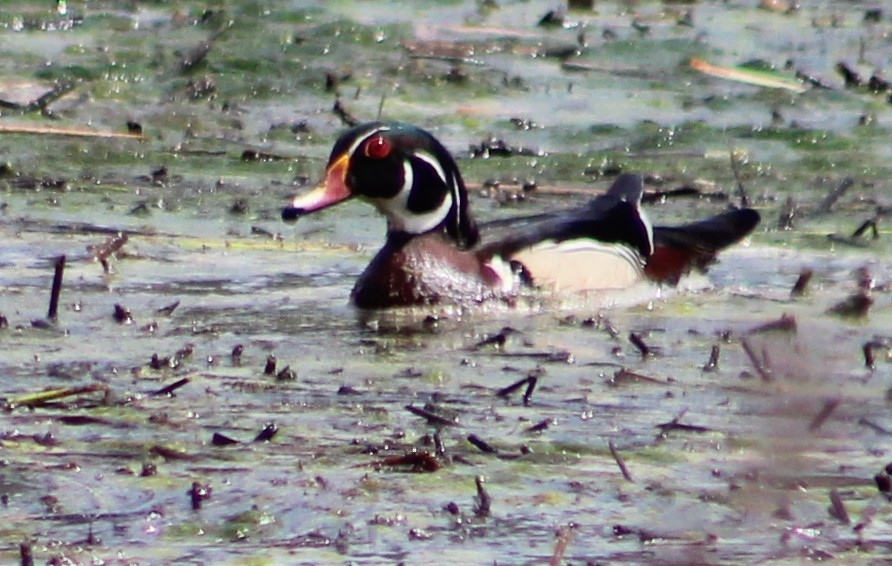 Wood Duck - Susan Boyce