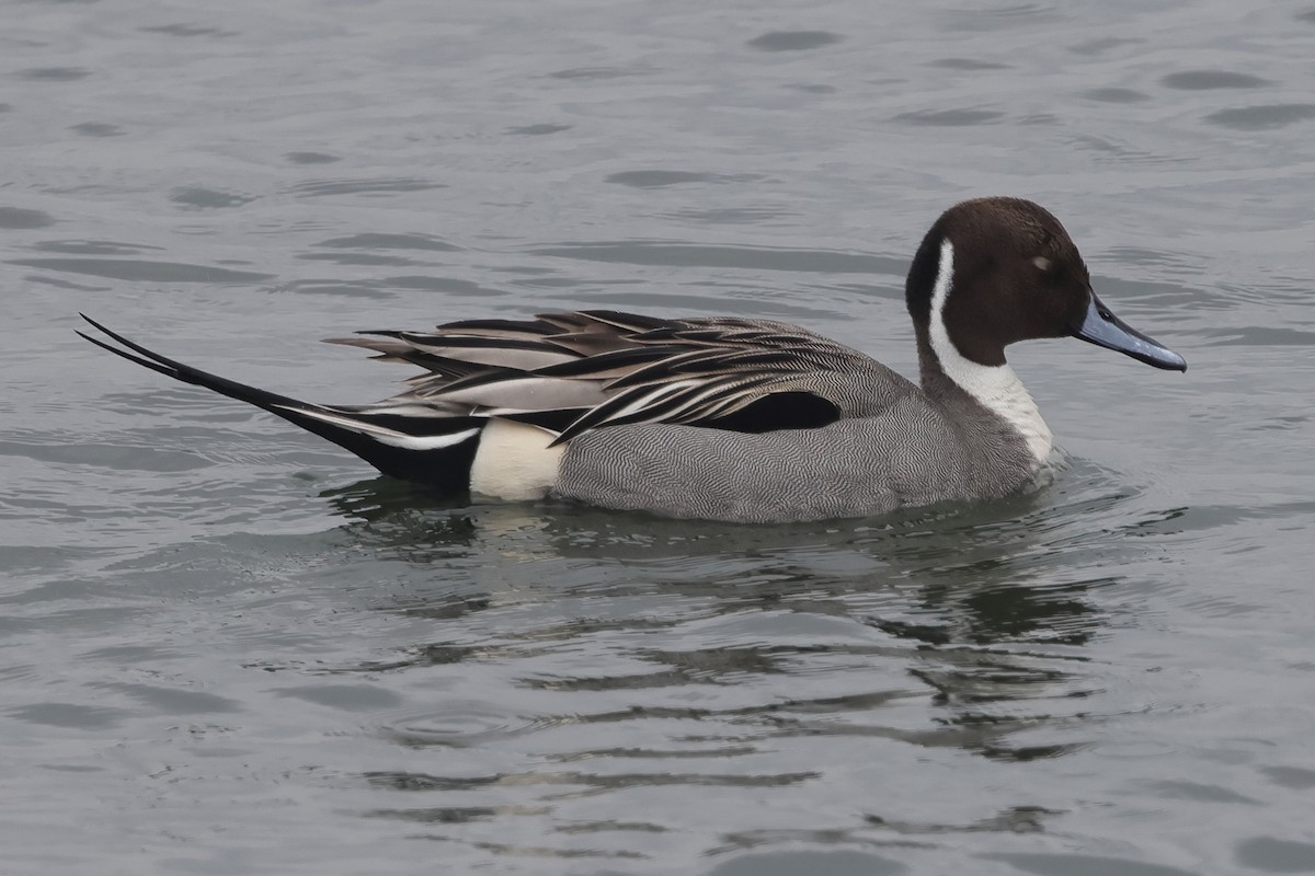 Northern Pintail - Fabio Olmos