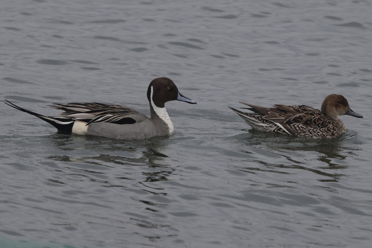 Northern Pintail - Fabio Olmos