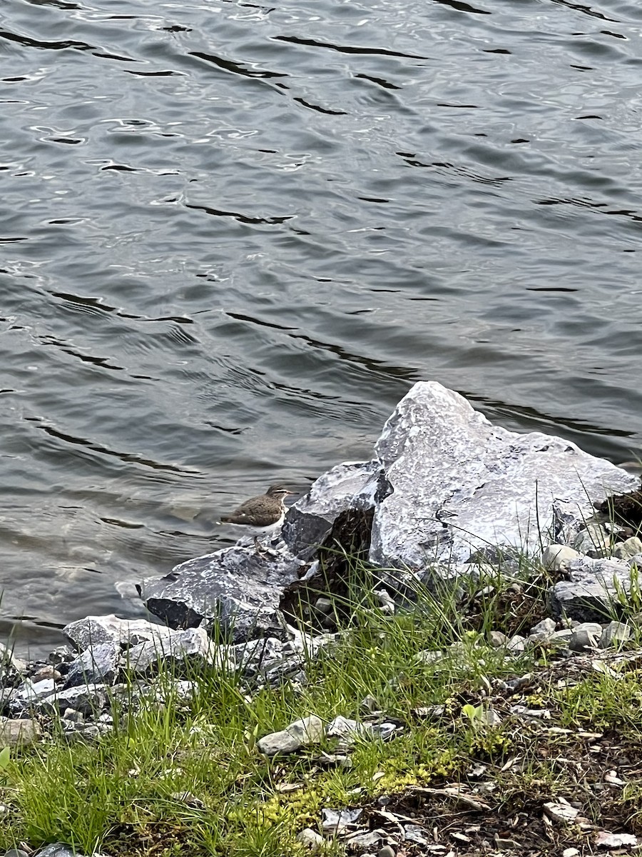 Spotted Sandpiper - Nathan Stimson