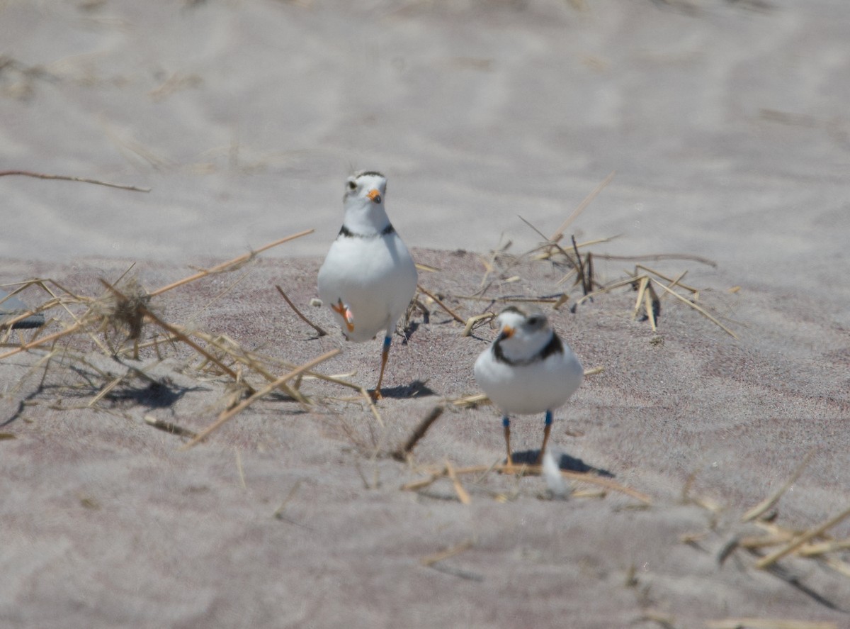 Piping Plover - ML618295255