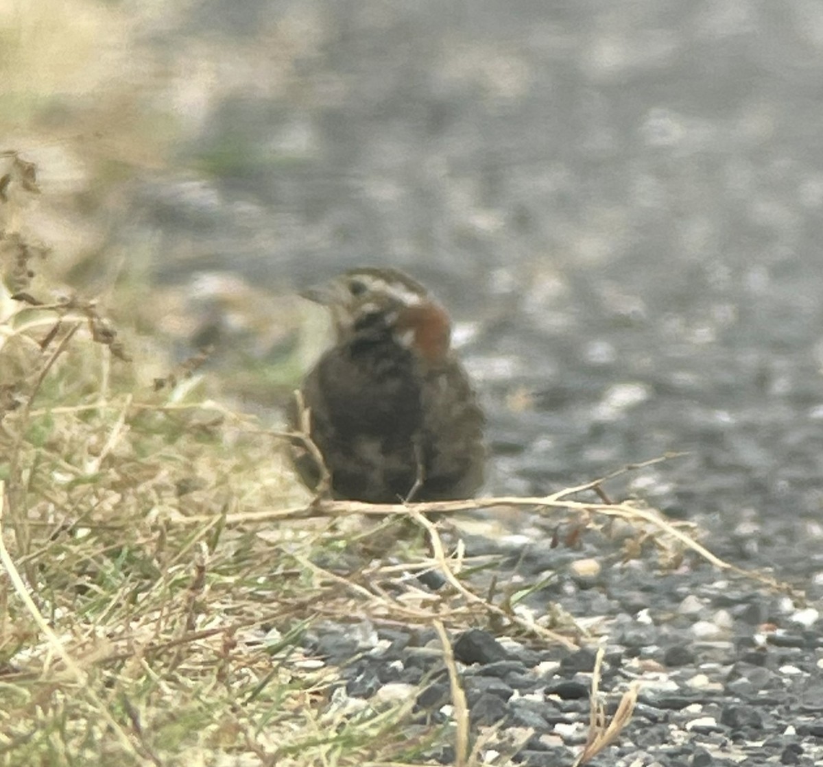 Chestnut-collared Longspur - Shelia Hargis