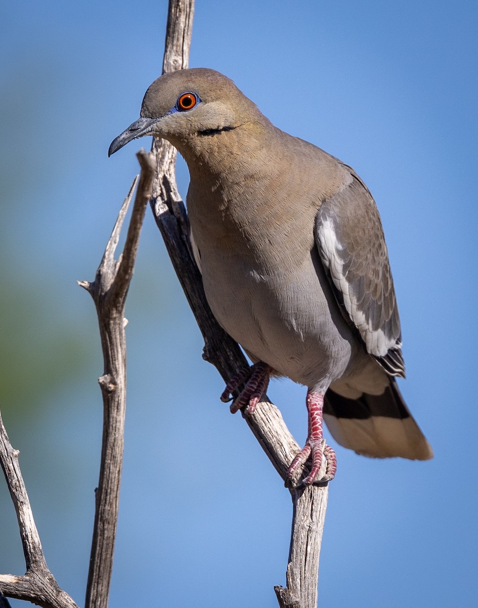 White-winged Dove - Bob Meinke