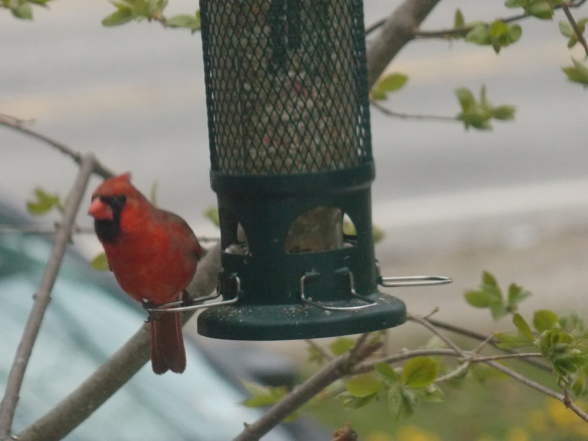 Northern Cardinal - Glenn Knoblock