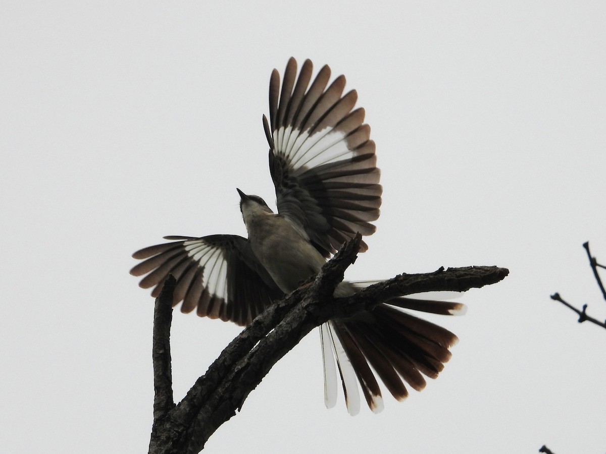 Northern Mockingbird - Rocío Reybal 🐦