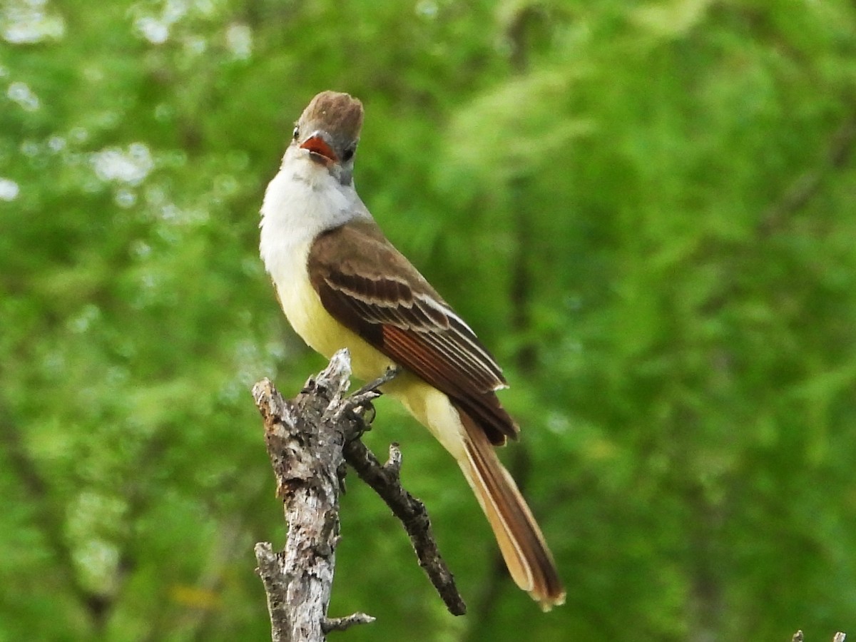 Brown-crested Flycatcher - Rocío Reybal 🐦