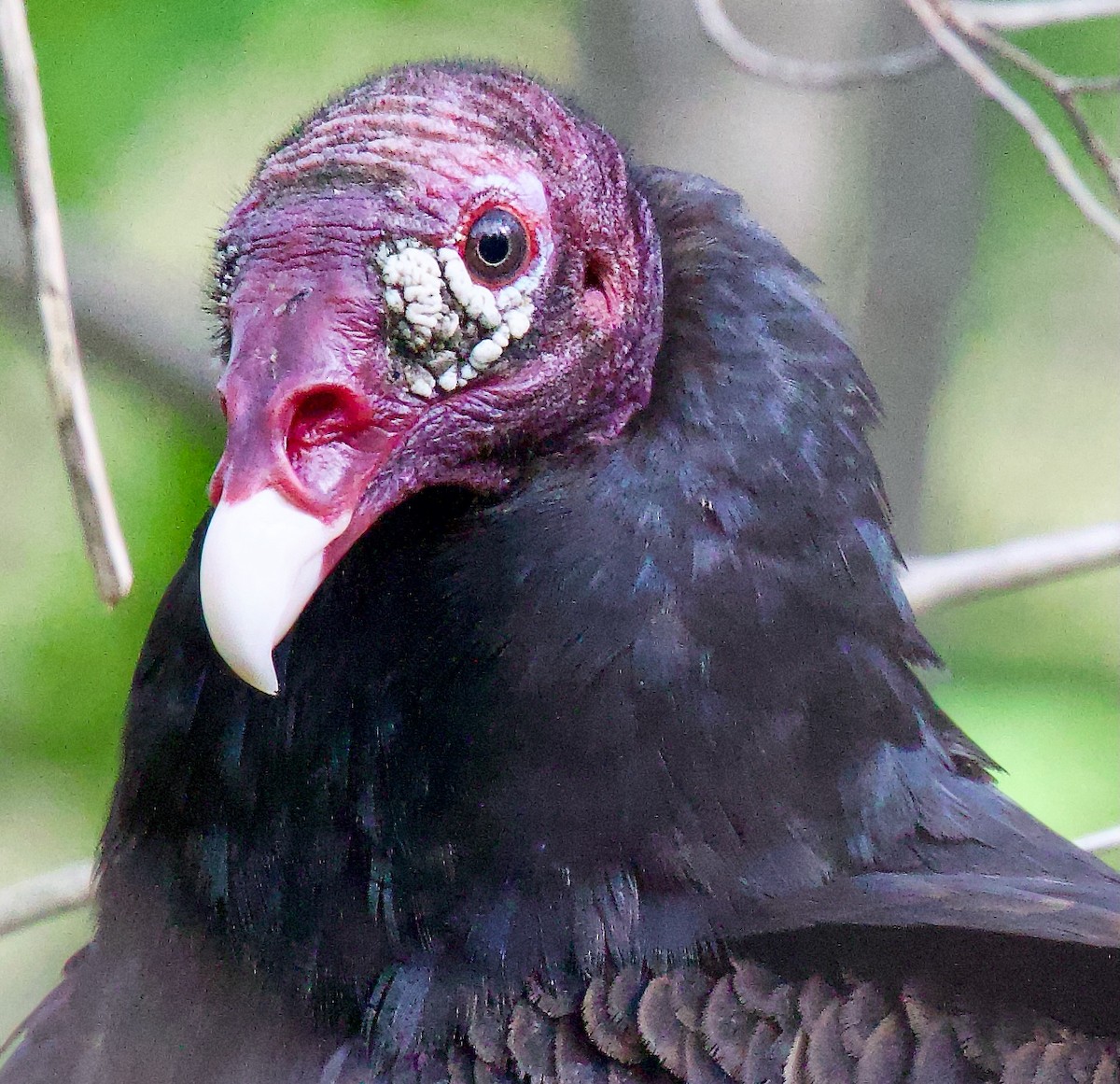 Turkey Vulture - Michael Yellin