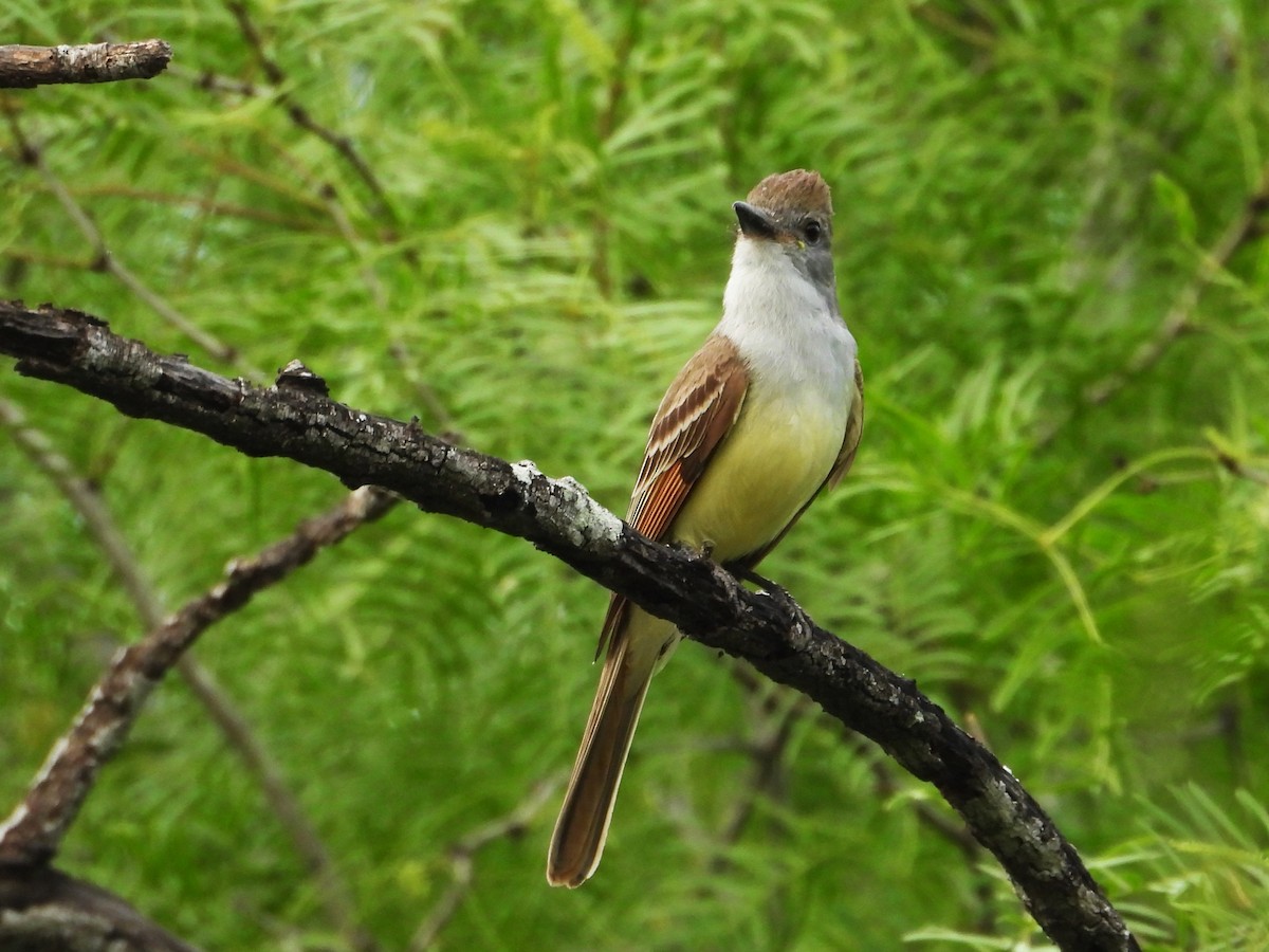 Brown-crested Flycatcher - Rocío Reybal 🐦