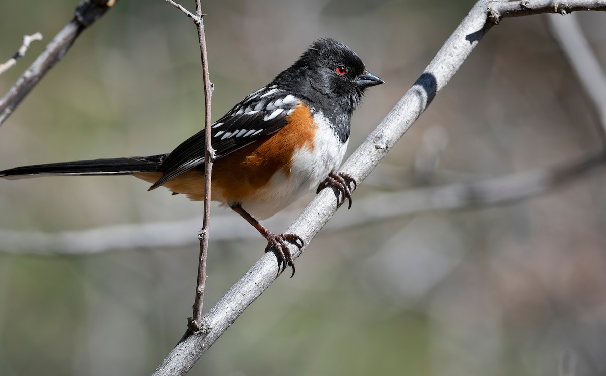 Spotted Towhee - ML618295323