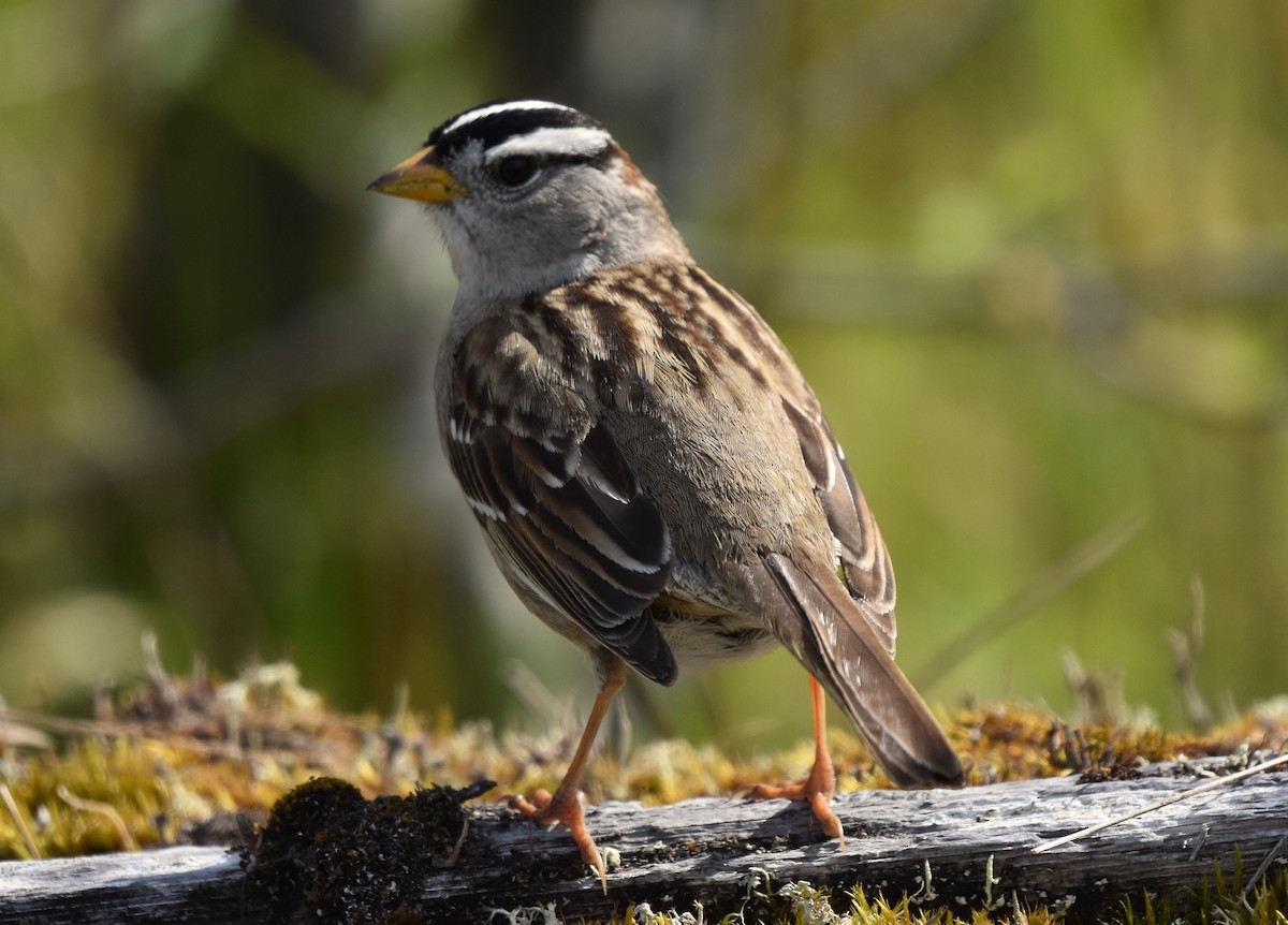 White-crowned Sparrow - Sandy Bowie