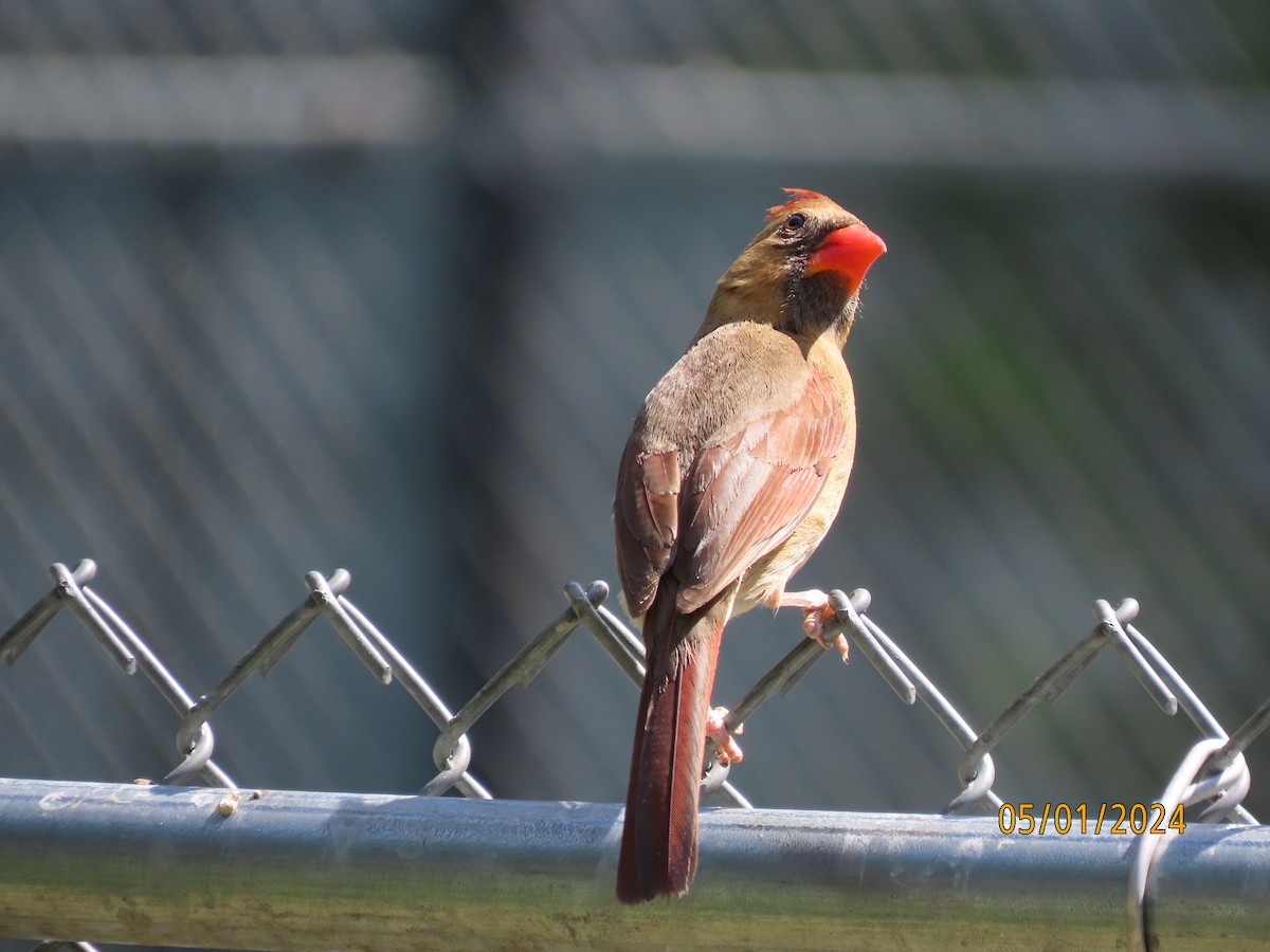 Northern Cardinal - Susan Leake