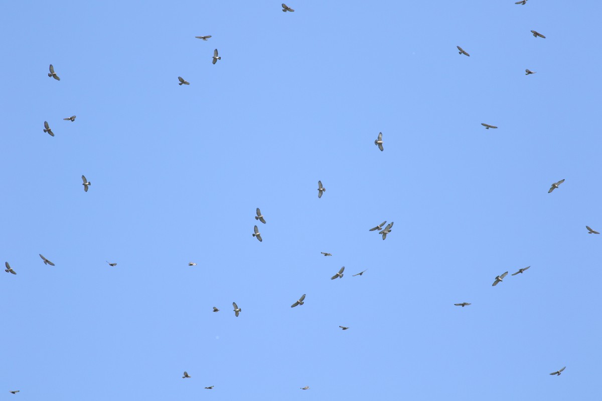 Broad-winged Hawk - ML618295375