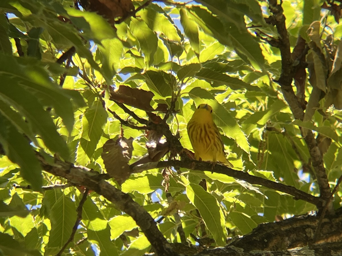 Yellow Warbler - Kevin Kubach