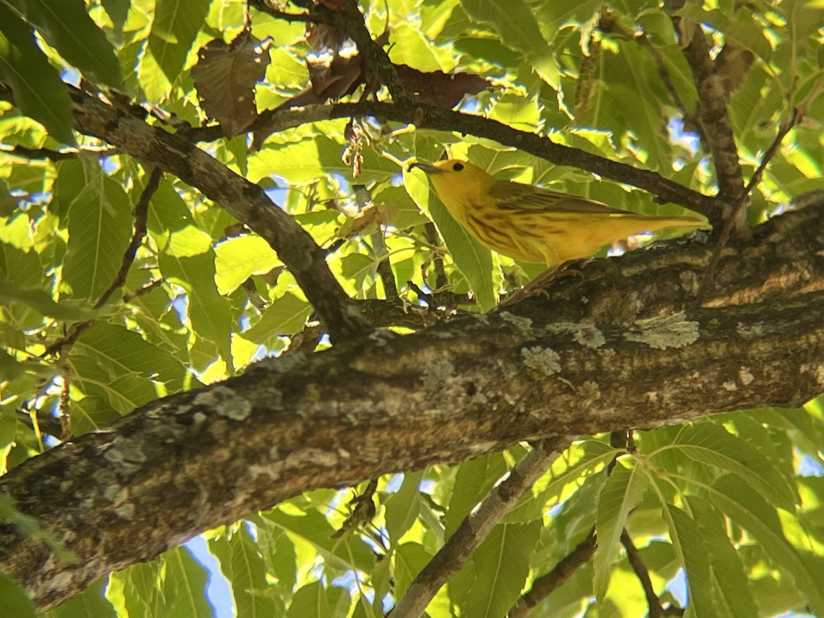 Yellow Warbler - ML618295383