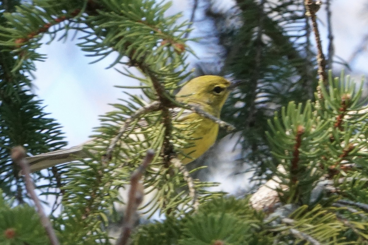 Pine Warbler - B P