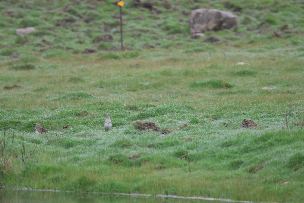 Pectoral Sandpiper - Alan Dupuis