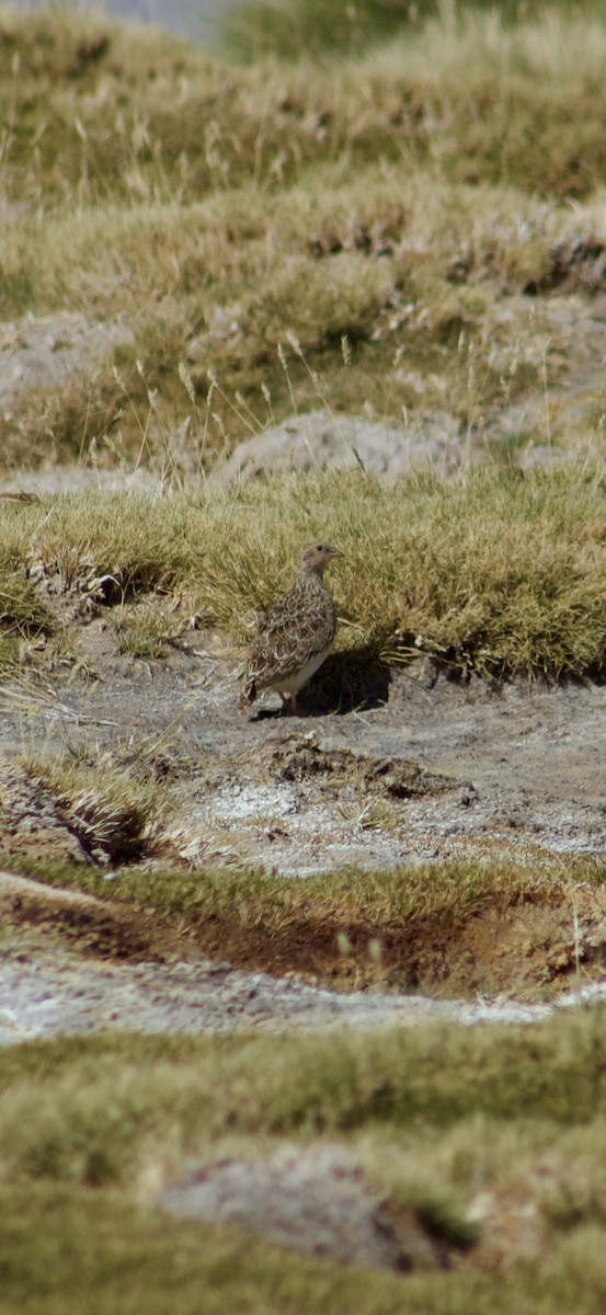 Gray-breasted Seedsnipe - ML618295417