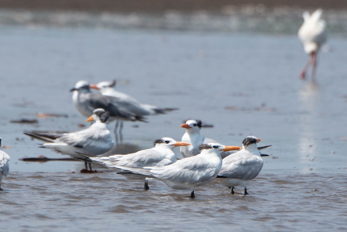 Royal Tern - Andrea Heine