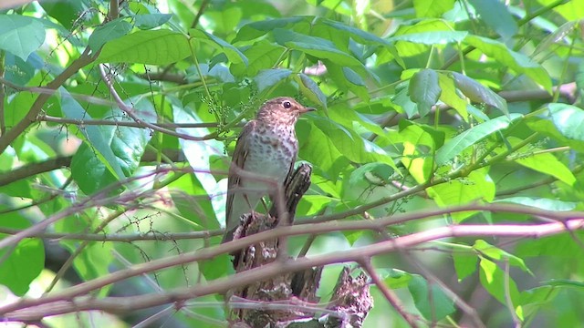 Swainson's Thrush - ML618295427