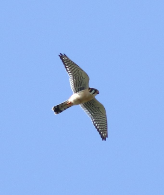 American Kestrel - ML618295432