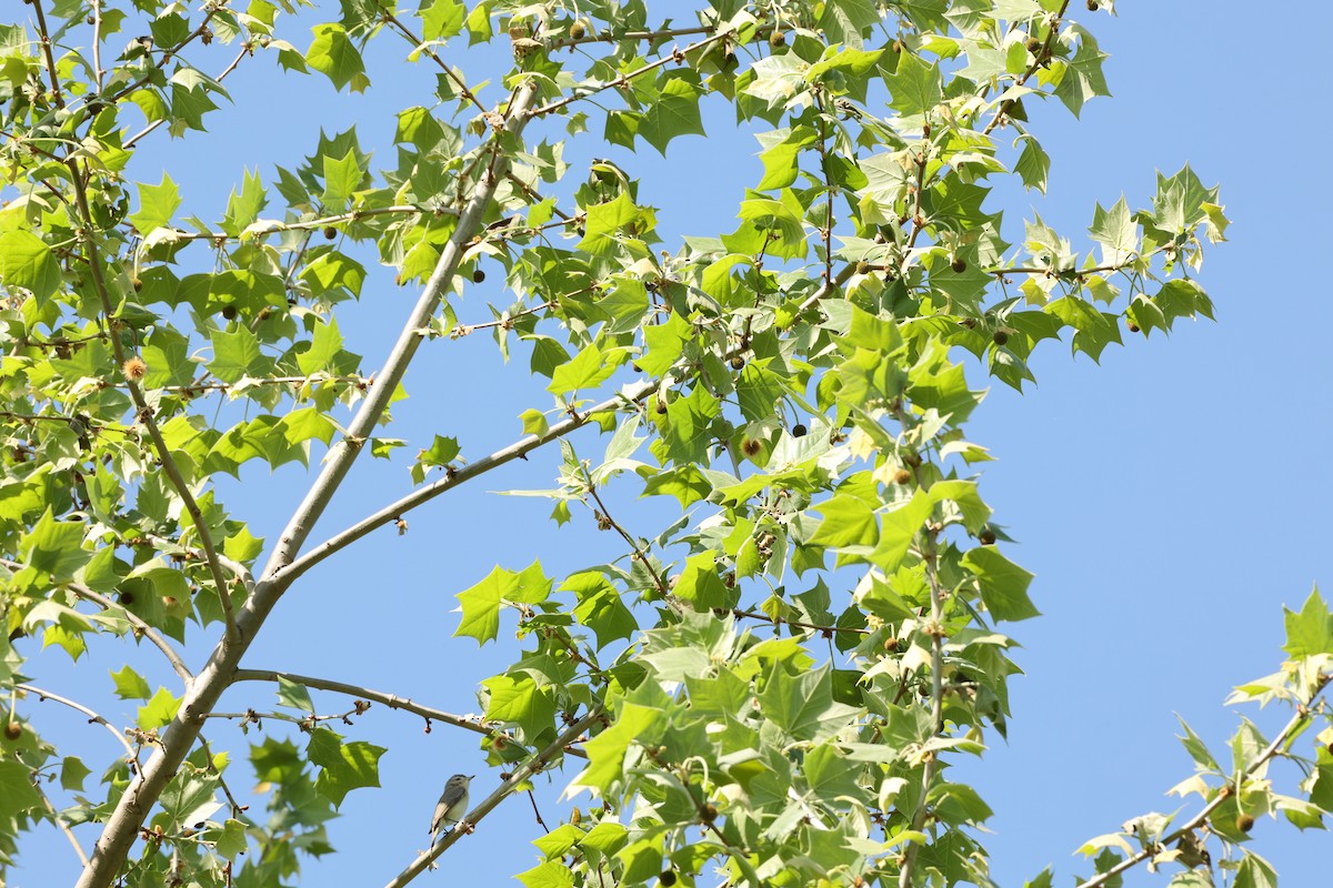 Warbling Vireo - Holly Watts