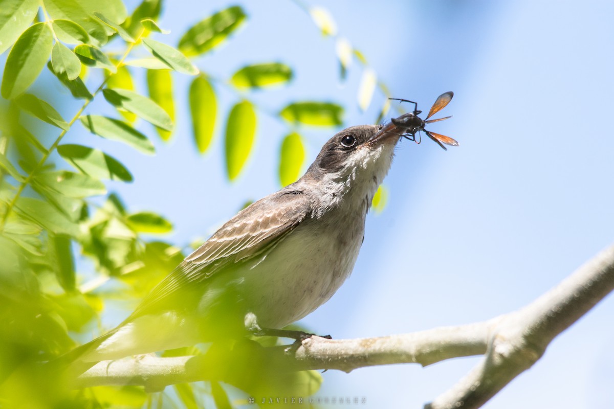 Eastern Kingbird - Javier González