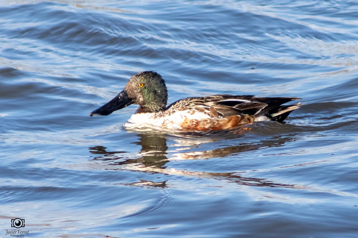 Northern Shoveler - Javier Ferrat