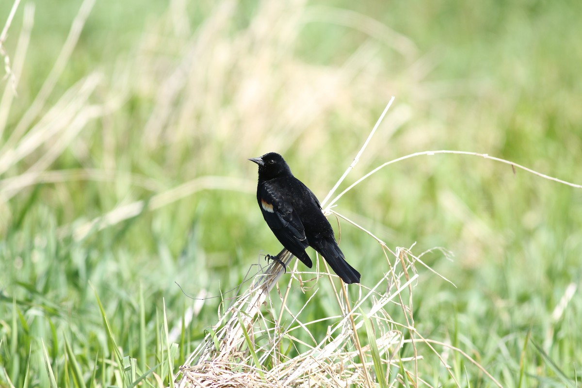 Red-winged Blackbird - Kennedy Sullivan