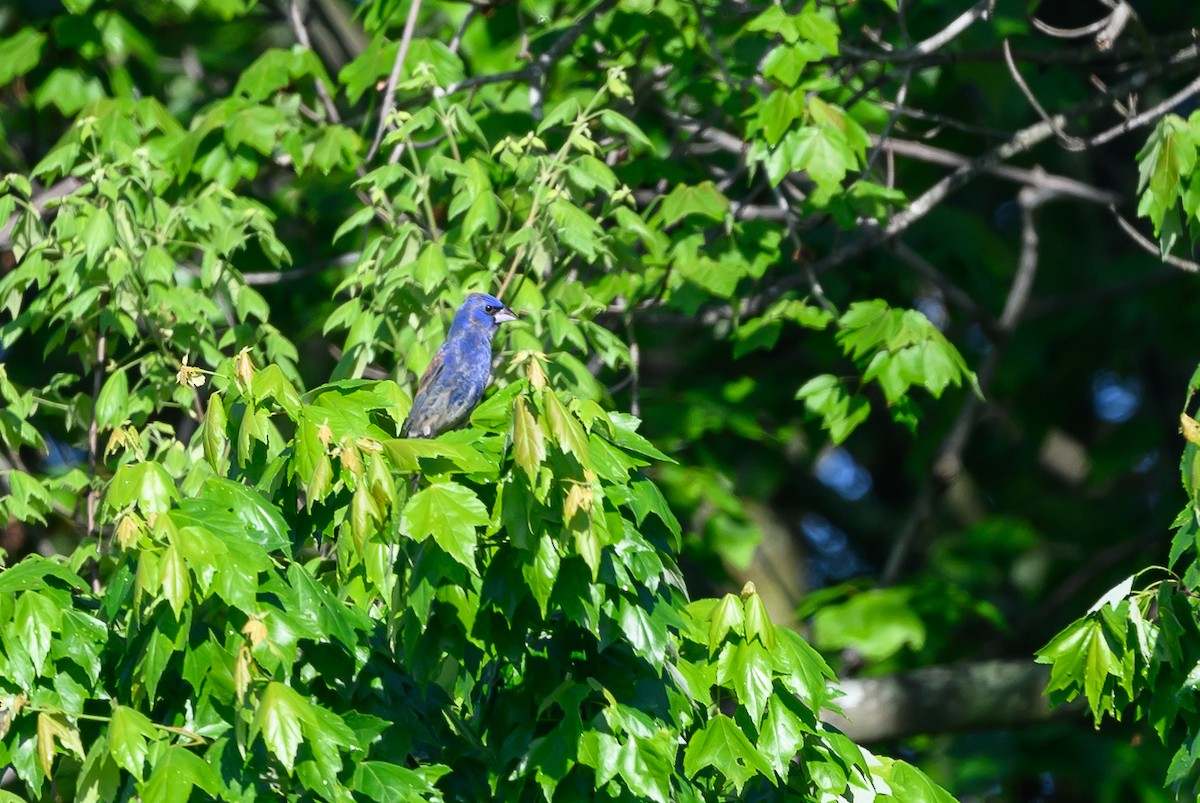 Blue Grosbeak - Stephen Davies