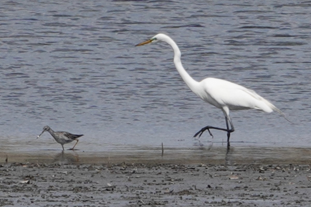 Greater Yellowlegs - B P