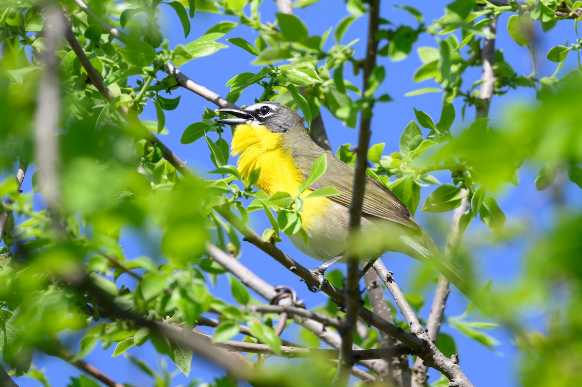 Yellow-breasted Chat - Stephen Davies