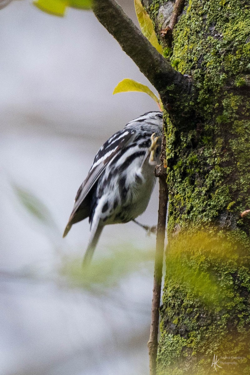 Black-and-white Warbler - Andrea Kingsley