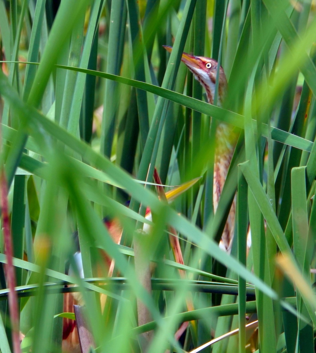 Least Bittern - Doug Wassmer