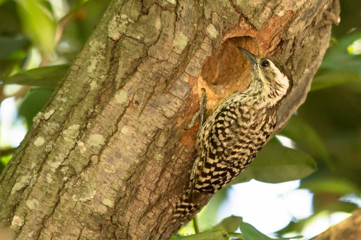 Checkered Woodpecker - Javier González