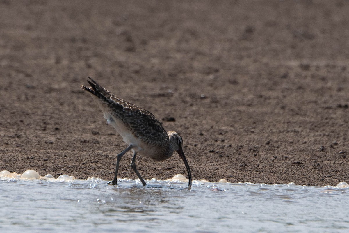 Whimbrel - Andrea Heine