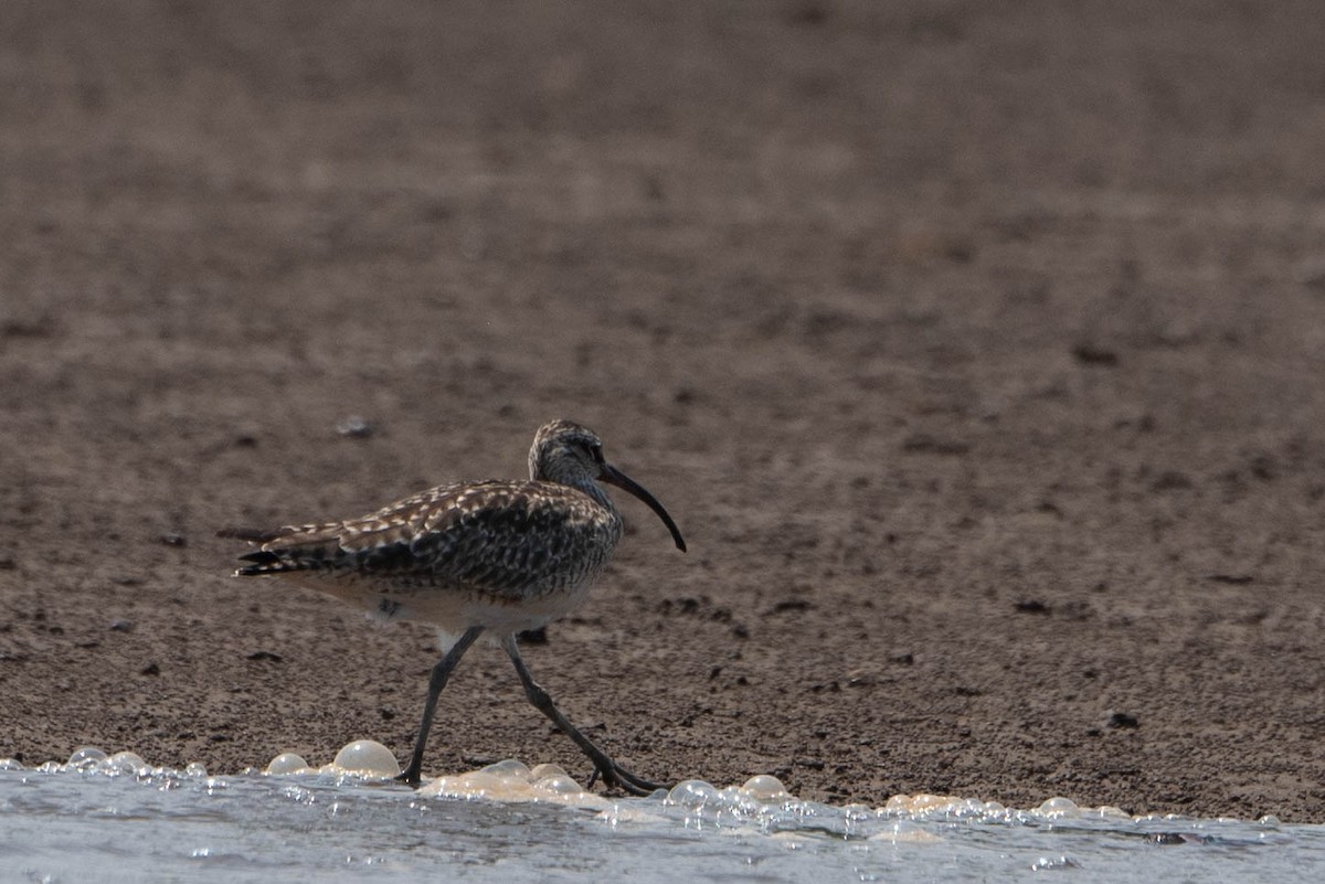 Whimbrel - Andrea Heine