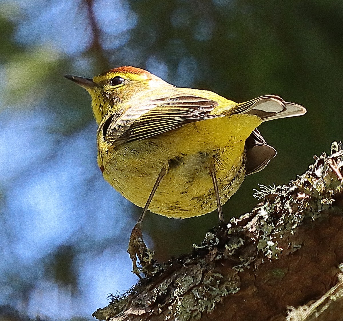 Palm Warbler - Brian Cox