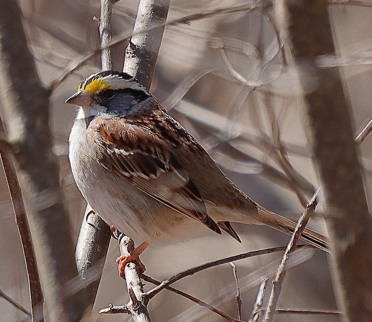 White-throated Sparrow - Brian Cox