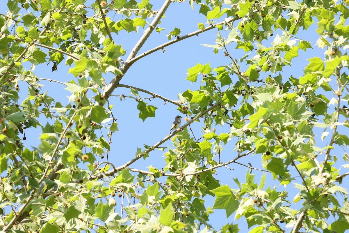 Warbling Vireo - Holly Watts