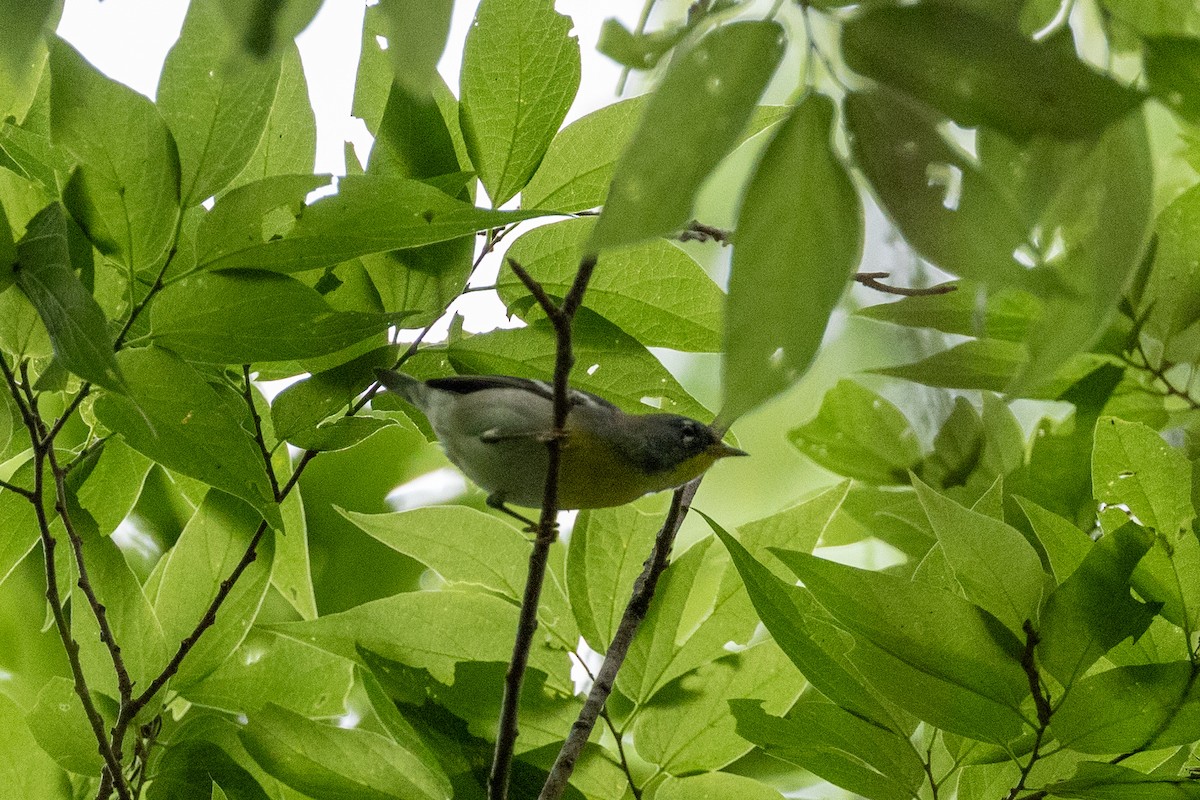 Northern Parula - A Birder